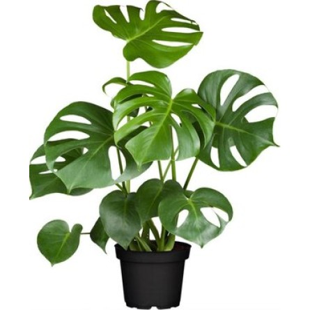 Split Leaf Philodendron